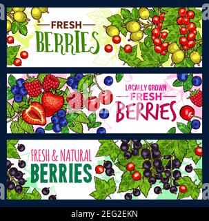 Obst-, Wild- und Gartenbeer-Sketch-Bannerset für natürliches Saft- und Marmeladenlabel-Design. Erdbeere, Kirsche und Heidelbeere, Himbeere, Stachelbeere, schwarz Stock Vektor