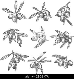 Grüne Oliven Bündel Skizzen Symbole. Vector isolierter Satz von grünen oder schwarzen Olivenfrüchten und Blätter für Olivenöl extra vergine Produkt Flasche Etikett oder ital Stock Vektor