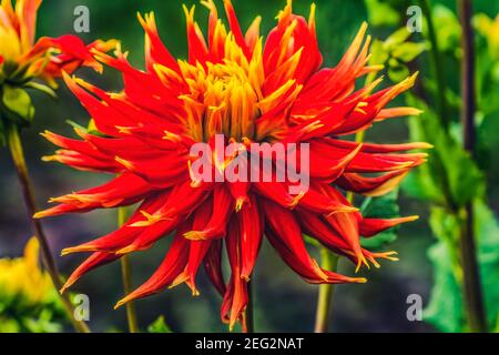 Rot Gelb Orange Dinnerplate AA Dahlia Blooming Makro. Dahlia heißt Show N Tell Stockfoto