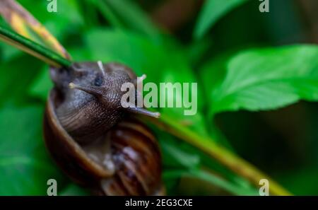 Makro der Schnecke auf Gras grünen Klinge, niedrige Sicht über grünen Garten Hintergrund Stockfoto