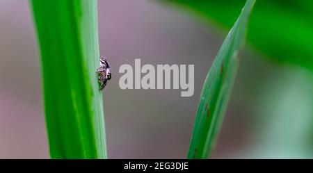 Extreme Makro der kleinen Spinne kriechen auf Spinnennetz auf dem grünen Gras. Stockfoto