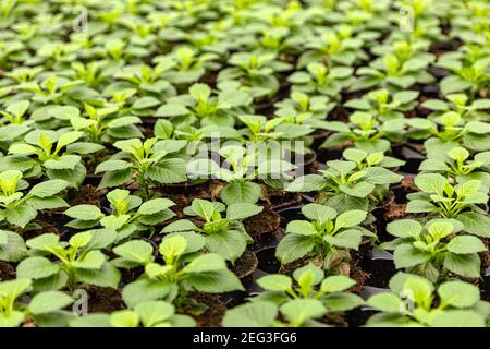 Junge Blumenpflanzen wachsen in einem Gewächshaus. Blumenküserei Stockfoto