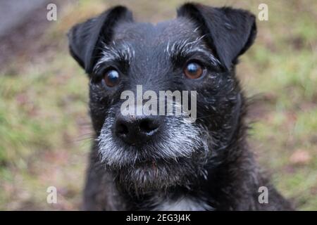 Liebevoller kleiner Terrier, der geduldig auf einen Stock wartet Geworfen Stockfoto