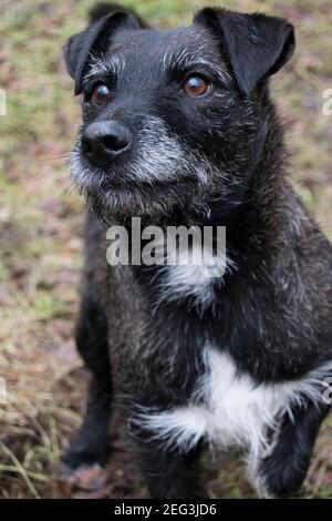 Liebevoller kleiner Terrier, der geduldig auf einen Stock wartet Geworfen Stockfoto