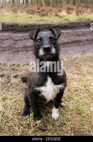 Liebevoller kleiner Terrier, der geduldig auf einen Stock wartet Geworfen Stockfoto