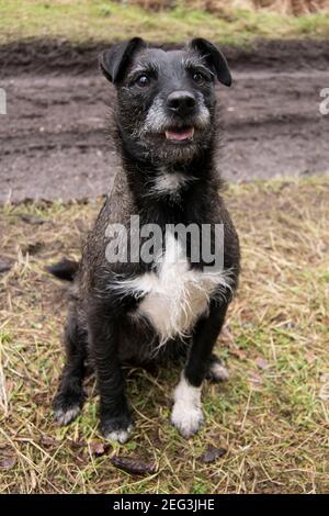 Liebevoller kleiner Terrier, der geduldig auf einen Stock wartet Geworfen Stockfoto