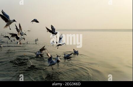 Möwen genießen am Morgen im ganges Fluss Stockfoto