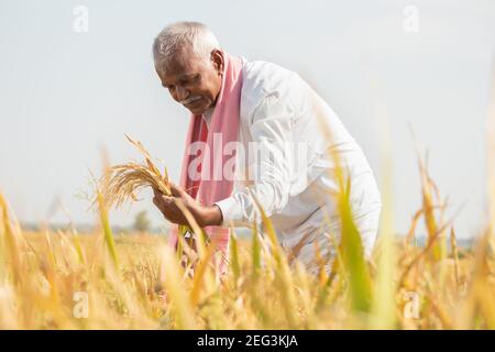 Happy Farmer beschäftigt mit der Arbeit auf Reisfeld, indem er die Ernteerträge während eines heißen sonnigen Tages überprüft - ländliche Lebensweise in Indien während der Erntezeit. Stockfoto