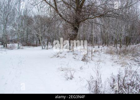 Schöner Winterhintergrund mit Bäumen und Unkraut unter dem Schnee und Frost gefroren. Erstaunliche verschneite Landschaft Stockfoto