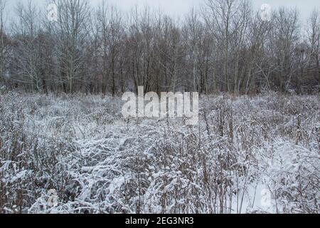 Schöner Winterhintergrund mit Gras und Unkraut unter dem Schnee und Frost gefroren. Trockene Pflanzen verzweigen unter dem Schnee Stockfoto