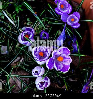 Draufsicht auf violette Waldkrokusblüten mit weißen Rändern und Streifen, von oben gesehen, zeigen ihre brillanten orangen Zentren. Stockfoto