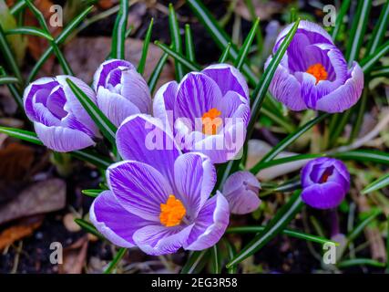 Lila Waldkrokus Blüten mit weißen Rändern und Streifen zeigen Von ihren brillanten orangen Zentren Stockfoto