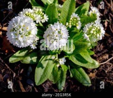 Erhöhte Ansicht der weißen Hortensien Blumen im Garten. Stockfoto