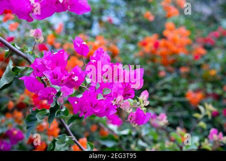 Schöne Bougainvillea Blumen, Nahaufnahme Bougainvillea Blumen im Garten, weiche Fokus Stockfoto