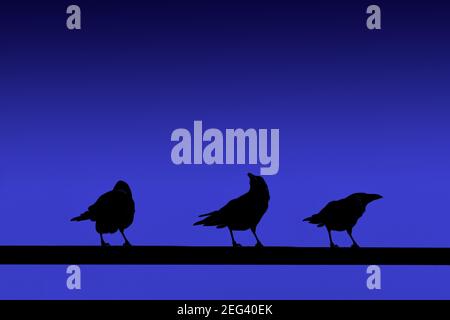 Silhouette of birds perched on dark metal rods under a blue sky Stockfoto