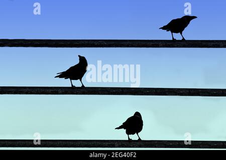 Silhouette of birds perched on dark metal rods under a blue sky Stockfoto