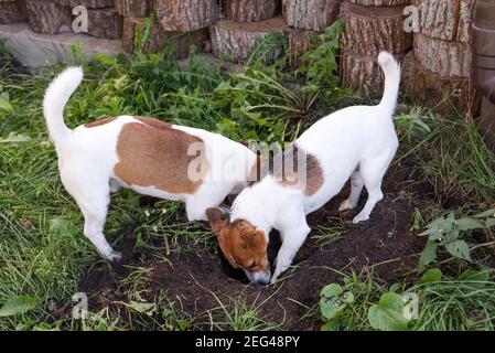 Ein paar Jack Russell Terrier graben ein Hundeloch im Hinterhof, im Freien Stockfoto