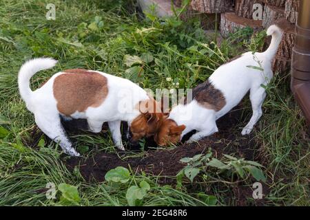 Ein paar Jack Russell Terrier graben ein Hundeloch im Hinterhof, im Freien Stockfoto