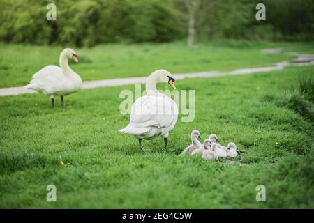 Stumme Schwäne (Cygnus olor) stehen neben ihren Cygnets in einem Park. Stockfoto