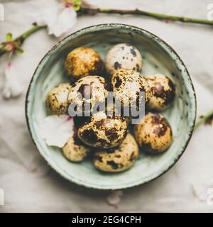 Osterferien Frühlingsstimmung flaches Lay mit Wachteleiern in blauer Keramikschale und blühenden Ästen von Mandelbaum mit weißen Blüten über hellgrauer Leinentischdecke, Draufsicht, quadratische Ernte Stockfoto