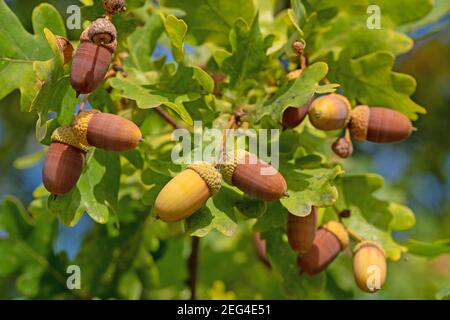 Früchte der englischen Eiche, Quercus robur L. Stockfoto