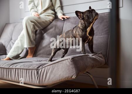 Stolzer Hund auf dem Sofa mit Besitzer dahinter Stockfoto