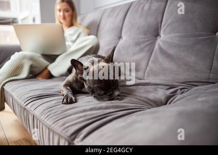 Gelangweilter Hund, der seinen Kopf auf die Pfote legt Stockfoto