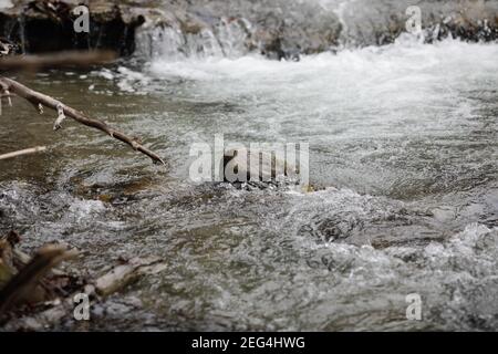 Artikeldetails mit dem klaren Wasser eines fliessenden Gebirgsbaches während eines kalten und sonnigen Wintertages in den rumänischen Karpaten. Stockfoto