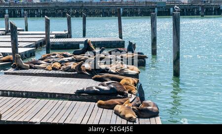 San Francisco, California, USA, August 2019: Seelöwen ruhen auf Pier 39, dem Fischerhafen in San Francisco, Kalifornien, USA Stockfoto