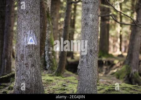 Details eines Wanderweges Schild auf einer Tanne in einem Wald aus den rumänischen Karpaten. Stockfoto