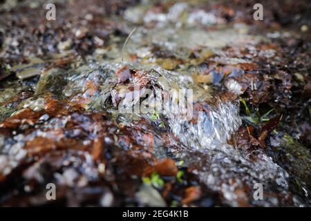 Artikeldetails mit dem klaren Wasser eines fliessenden Gebirgsbaches während eines kalten und sonnigen Wintertages in den rumänischen Karpaten. Stockfoto