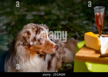 Porträt eines australischen Schäferhundes, Hund, der neben dem Campingtisch steht, mit Käse und Wein darauf. Lassen Sie sich in der Dämmerung vom goldenen Lagerfeuer erhellen Stockfoto