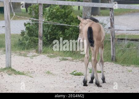 Junges, gelbes Fohlen mit schwarzer Mähne und Schwanz, neugierig in einem Fahrerlager im Sand stehend. Buckskin oder Dunhorse colt Stockfoto