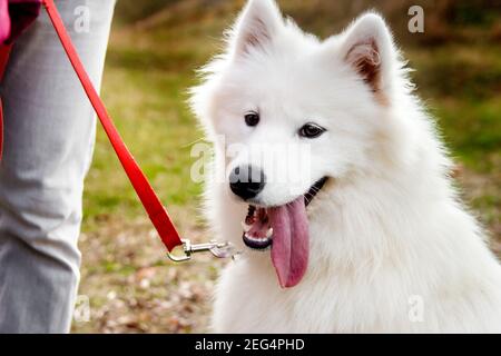 Samoyed Dog Portrait im Herbstpark. Hunde Hintergrund. Laufhund-Konzept Stockfoto