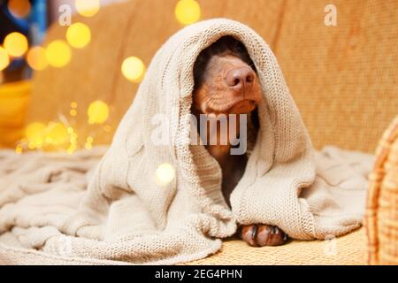 Hund schläft unter der Decke in der Nähe von weihnachtslicht. Nahaufnahme. Winterkonzept Stockfoto