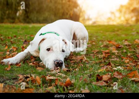 Dogo argentino liegt auf Gras im Herbstpark. Hunde Hintergrund Stockfoto