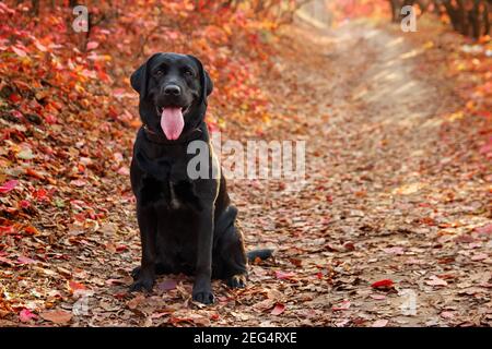 Schöner schwarzer labrador Retriever, der gegen einen herbstlichen Wald sitzt. Hunde Hintergrund Stockfoto