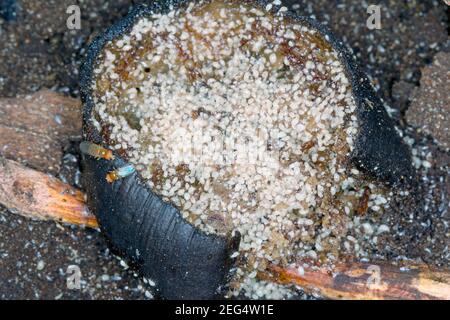 Eine Menge Milben und 2 Fruchtfliegen auf einem Stück faule Banane. Stockfoto