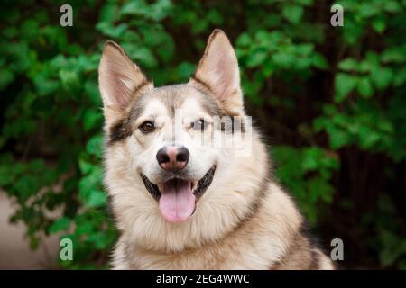Glücklich Husky Porträt auf grünen Blättern Hintergrund. Hund im Freien Stockfoto