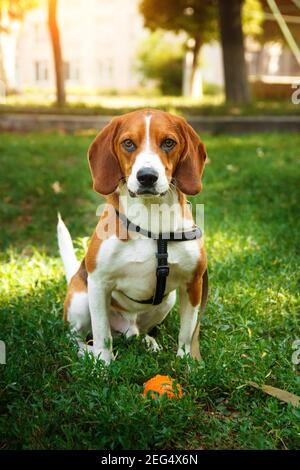 Niedlicher Beagle Hund sitzt auf grünem Gras mit Ball. Spiel und Spaziergang Hund Konzept. Stockfoto