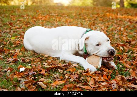 Dogo argentino liegt und auf Gras im Herbstpark. Hunde Hintergrund Stockfoto