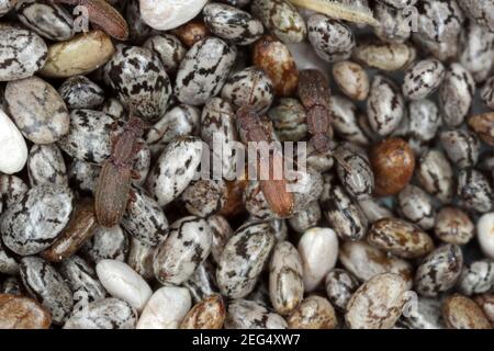 Die Sägezahnkäfer (Oryzaephilus surinamensis). Insekten auf Chiasamen. Stockfoto