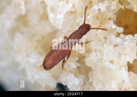 Der Sägezahnkäfer Oryzaephilus surinamensis ist ein Insekt der Familie Cucujidae. Es ist ein weltweit verbreiteter Schädling von Getreide und Getreideprodukten Stockfoto