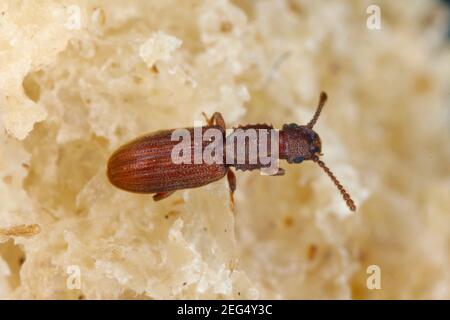 Der Sägezahnkäfer Oryzaephilus surinamensis ist ein Insekt der Familie Cucujidae. Es ist ein weltweit verbreiteter Schädling von Getreide und Getreideprodukten Stockfoto