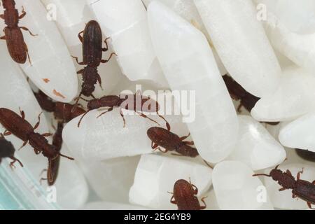 Die Sägezahnkäfer (Oryzaephilus surinamensis). Insekten auf Reiskörnern. Stockfoto