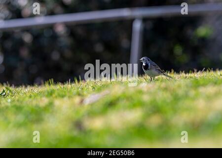 Ein kleiner Vogel, weiße Bachstelze (Motacilla alba), auf einem grünen Rasen. Weiße Bachstelze, kleiner Vogel Stockfoto