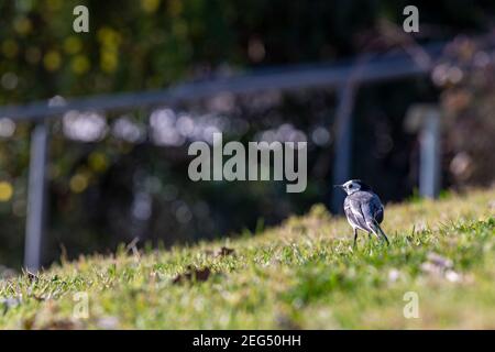 Ein kleiner Vogel, weiße Bachstelze (Motacilla alba), auf einem grünen Rasen. Weiße Bachstelze, kleiner Vogel Stockfoto