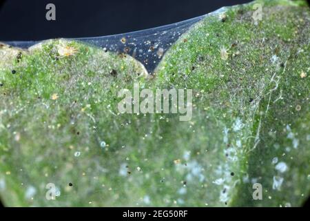 Nahaufnahme einer Masse roter Spinnmilben (Tetranychus urticae) auf dem Blatt. Sichtbare Exuviae, Eier, Kot, Spinnweben und beschädigte Pflanzenzellen. Stockfoto