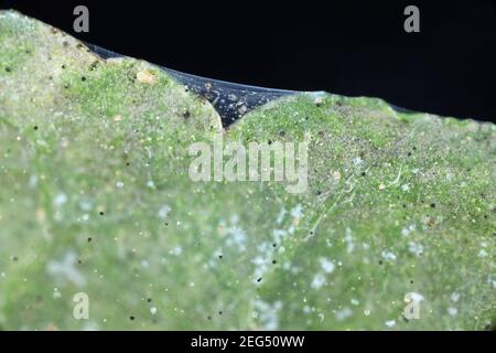 Nahaufnahme einer Masse roter Spinnmilben (Tetranychus urticae) auf dem Blatt. Sichtbare Exuviae, Eier, Kot, Spinnweben und beschädigte Pflanzenzellen. Stockfoto