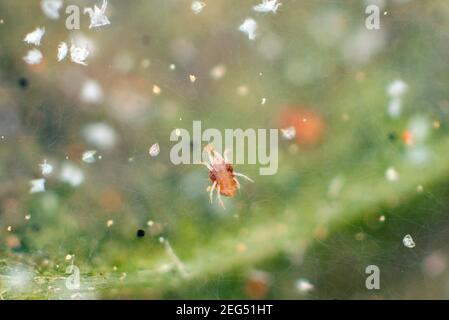 Nahaufnahme einer Masse roter Spinnmilben (Tetranychus urticae) auf dem Blatt. Sichtbare Exuviae, Eier, Kot, Spinnweben und beschädigte Pflanzenzellen. Stockfoto